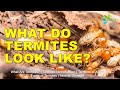 What Are Termites? What Do Termites Look Like?
