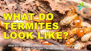 What Are Termites? What Do Termites Look Like?