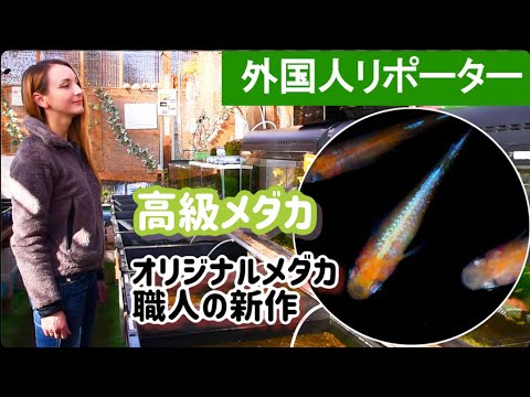 高級メダカ飼育 こだわり職人のオリジナルメダカ 外国人のリポート Youtube 高級メダカ飼育 こだわり職人のオリジナルメダカ 外国人のリポート Youtube