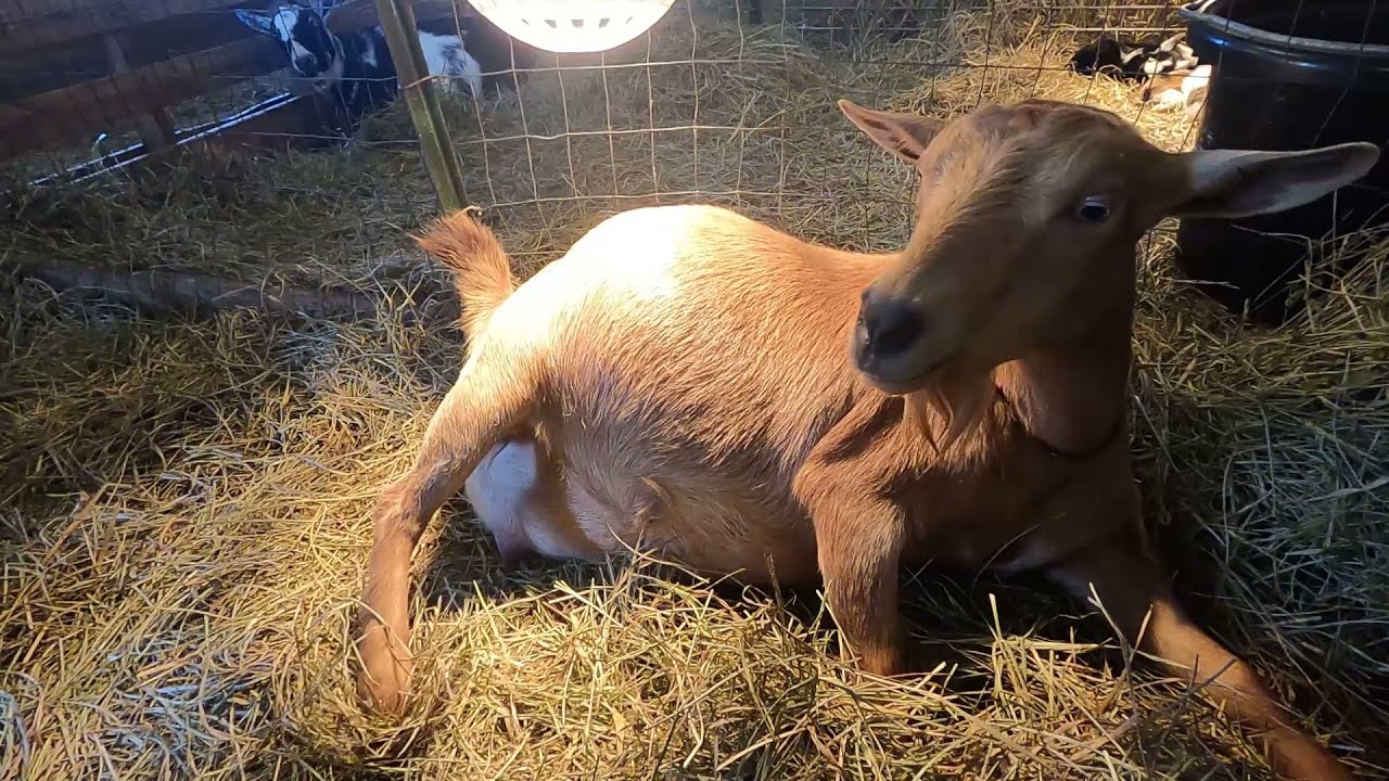 Нигерийская карликовая коза родила ОГРОМНЫХ детенышей!!!