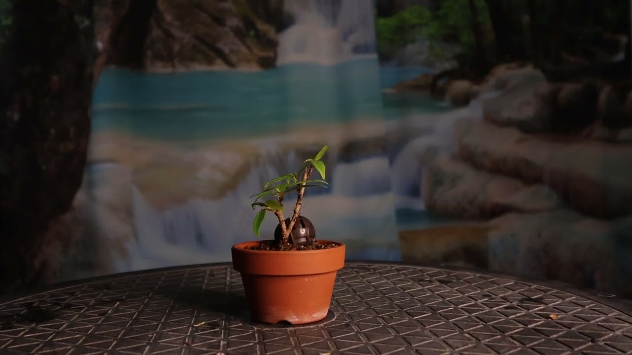 Фикус Саликария