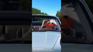 Information #Elmos wild! RIDE!! #elmo #funny #memes News