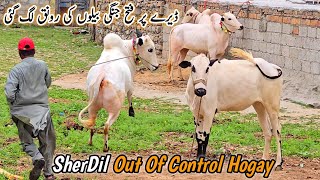 Out Of Control Fatehjangi Bull Dery Pe Ronq Lag I Qurbani Bakra Eid Vlog