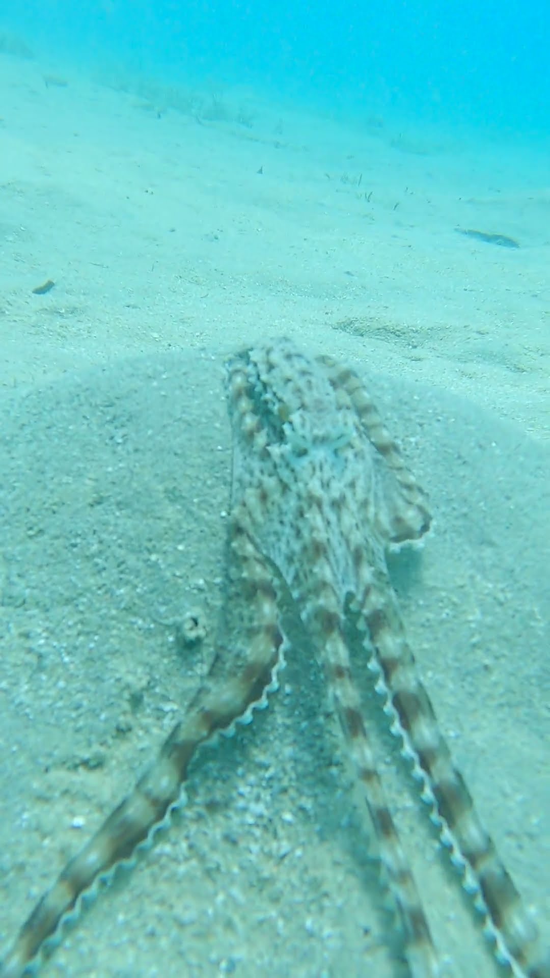 Mimic Octopus Checks for Divers Underwater