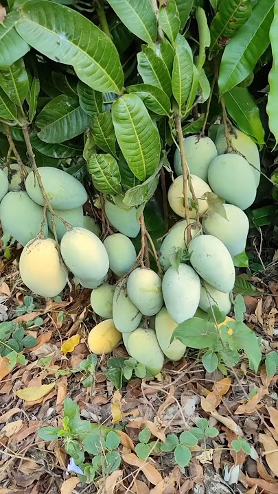 Manalagi mangoes bear fruit abundantly in clusters