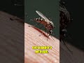 Самое смертельное существо