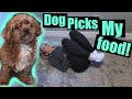 My DOG chooses what I eat FOR 24 HOURS!!!!