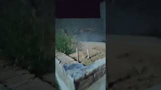 Mini Anium Salute Shell Testing