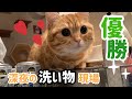 深夜の洗い物も苦にならぬ