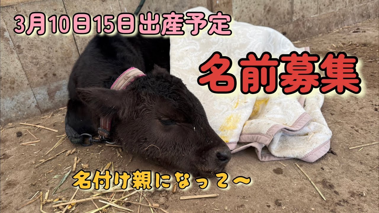 【募集】みつちゃんとあきちゃんの赤ちゃん名前を一緒に考えてくれませんか？