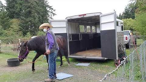 Trailer loading with horse clicker training part 4 the trailer