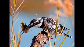 How to check formalin in fish before buying from fish market | formalin solution