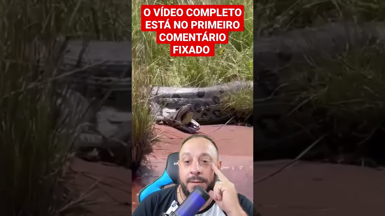 Sucuri Gigante regurgita outra Sucuri viva #animais #biólogohenrique #serpentes