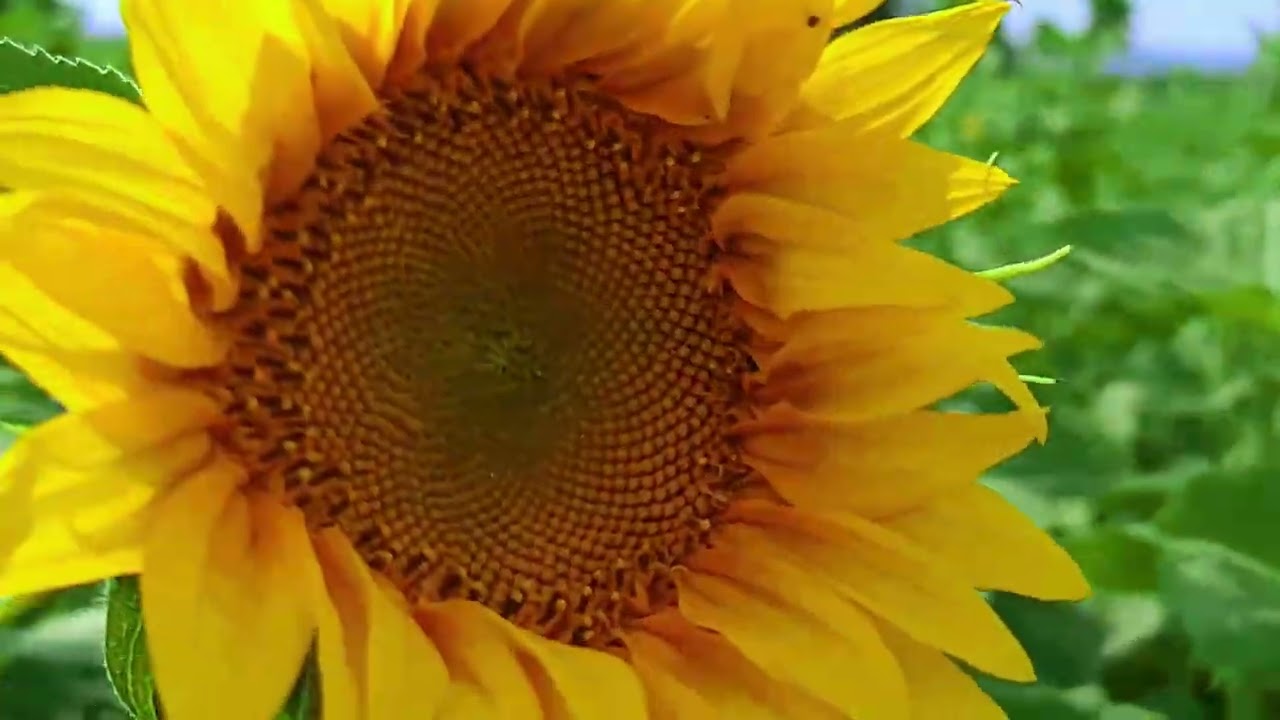 Principales enfermedades en el girasol