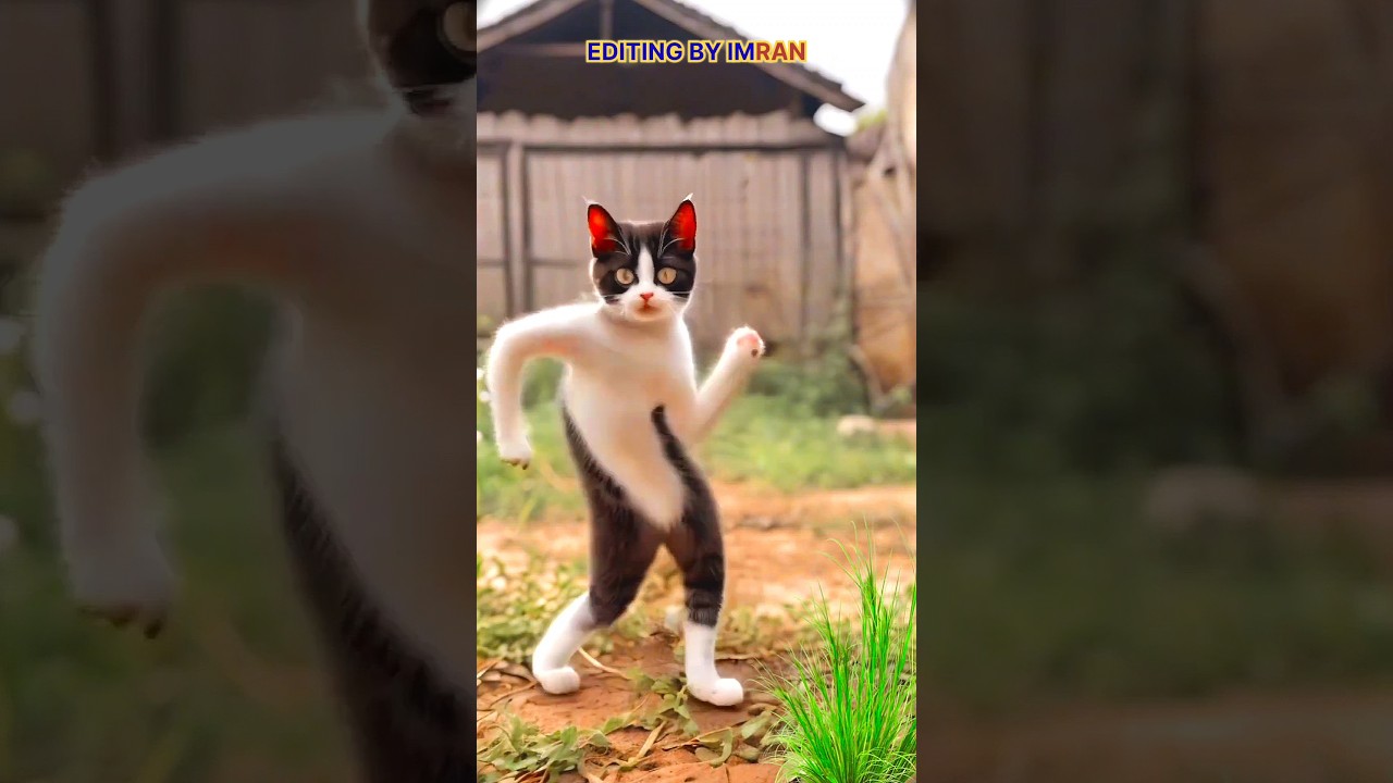cat 🐱 dancing animation video 