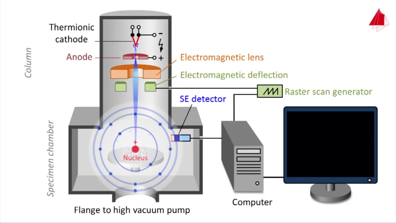 sem หลักการ ทำงาน  New  กล้องจุลทรรศน์อิเล็กตรอน (Electron Microscope)