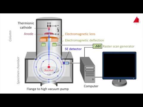 วีดีโอ: ใช้อะไรในกล้องจุลทรรศน์อิเล็กตรอน?