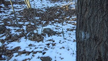 Tapping a Maple Tree (Making Maple Syrup - Part 2)