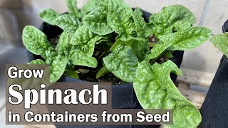 How to Grow Spinach in Containers from Seed