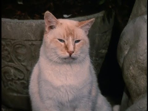 O Gato Mais Rico do Mundo (The Richest Cat in the World, 1986) - Dublado