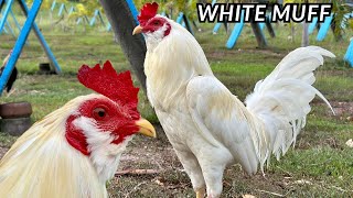 White Muff Beautiful White Birds ADA FARM Outdoor Indoor Breeding Pens Free Range