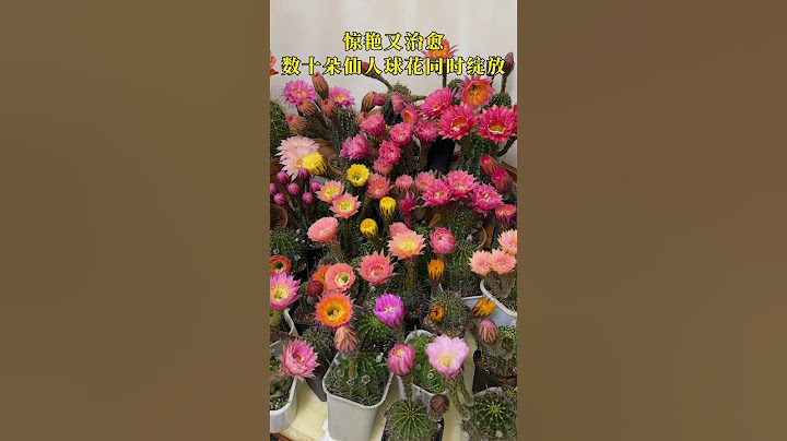 惊艳又治愈！数十朵仙人球花同时绽放