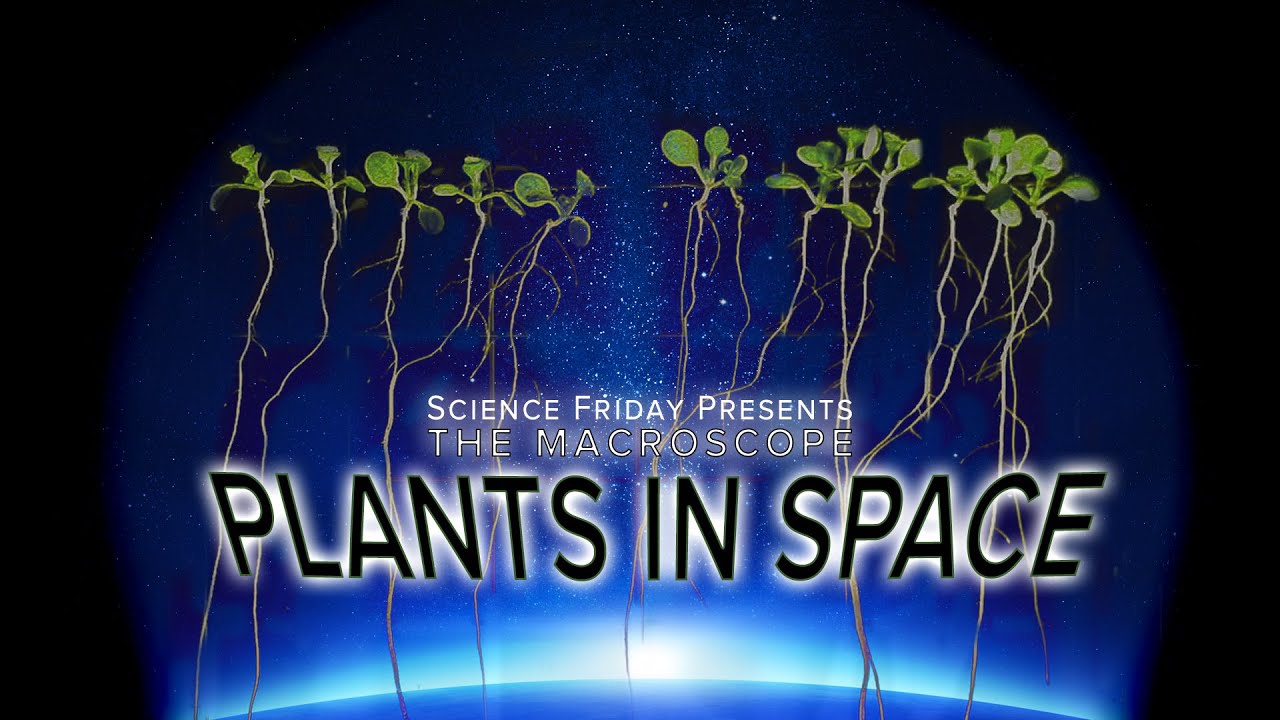 ⁣Plants in Space!