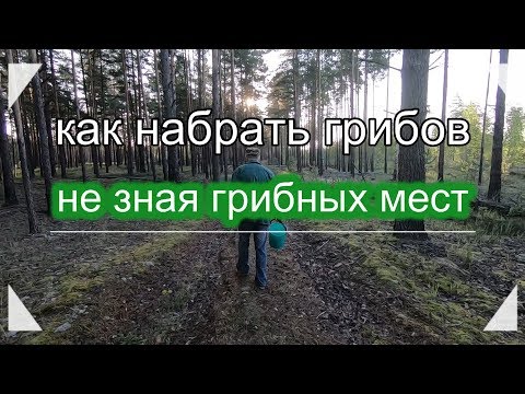 Вопрос: Какова карта грибных мест Миорского района (Витебской области)?