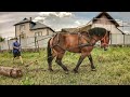 ПОТИХЕНЬКО ЗБІЛЬШУЄМО ⛓️ГРУЗ ДЖОКЕРУ/Polski koń zimnokrwisty🔥