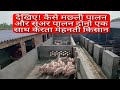 PIG FARM AND FISH FARM | VIKAS LIVE STOCK 9058705146