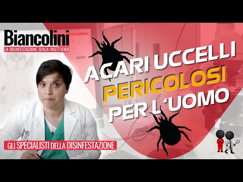 Video: Infezione Da Acaro Del Sacco Aereo Negli Uccelli