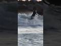 Sunset Session at Oceanside Harbor. #canonphotography #sigmalens #surfvideo #videographer #shorts