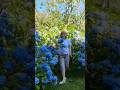 #flower #garden #hydrangea #hortensia #садгортензий #гортензия #сад #метельчатаягортензия