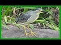 [한국의 새] 검은댕기해오라기 Green-backed Heron 여름철새