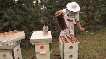 TRAPPING COMB – alternative method for Varroa control in honey bee colonies