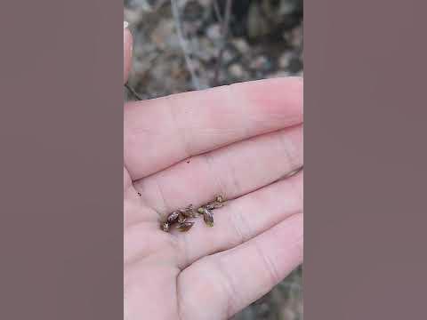 Час збирати березові бруньки - YouTube