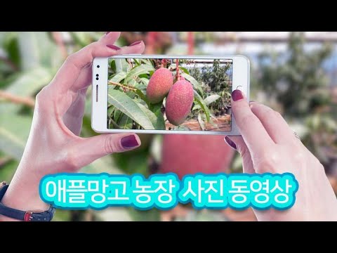 함평 애플망고농장 사진 동영상 /각종 열대과일 / 봄꽃 구경하세요^^/멸치앱 이용한 유튜브 사진 동영상