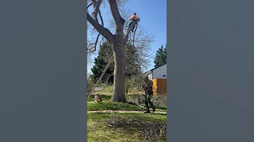 My Project TREE CUTTING 2025 