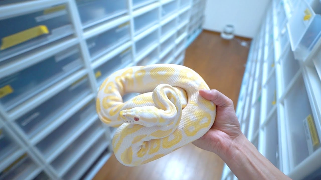 Collecting male snakes after mating [Snake breeder] - YouTube