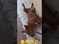 Acorda pra cuspir! 🤣🐶#cachorro #sonoprofundo