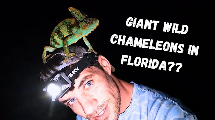 ALLWILD - Catching giant veiled chameleons in Florida