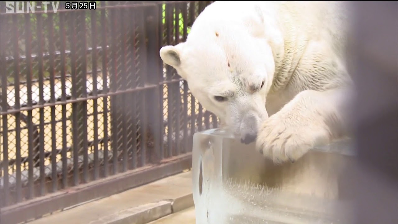 姫路市立動物園のホッキョクグマ ホクトが北海道に引っ越し