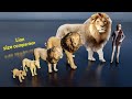 Lion size comparison animals