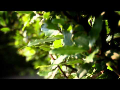 ვიდეო: მცენარეები სანერგეებისთვის