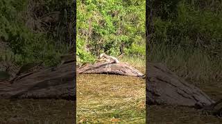 Snapping Turtle Florida ?? nature wildlife shorts