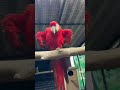 Tamed scarlet macaw feeding #macaw #tamedbirds #birds #lovebirds #cute #kerala #breeding