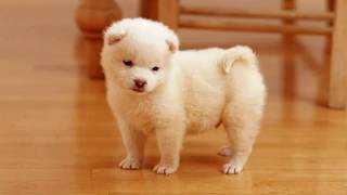 1 minute of cute puppies