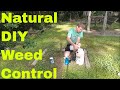 How to Make Homemade Weed Killer -  Show Results with and without Salt