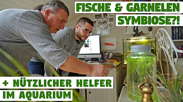 Können Fische auch ohne Pumpe überleben?