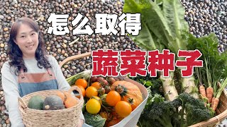 【种植102】怎样获得免费的蔬菜种子｜没有种子，种出种子 How to get free vegetable seeds at home?